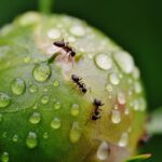 De leukste weetjes over mieren