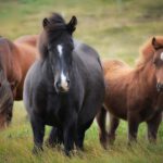 De juiste stijgbeugels en teugels voor jouw paard
